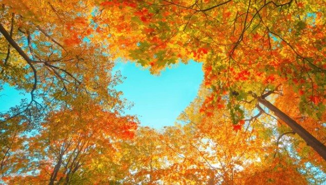 Houston Trivia: It's Fall!